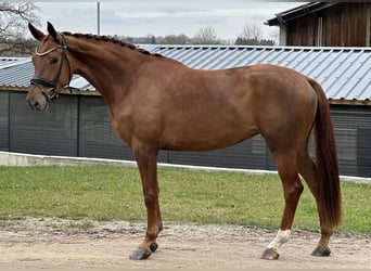 German Sport Horse, Mare, 4 years, 16.3 hh, Chestnut-Red