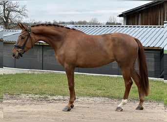 German Sport Horse, Mare, 4 years, 16.3 hh, Chestnut-Red