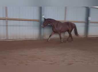 German Sport Horse, Mare, 4 years, 16.3 hh, Chestnut-Red