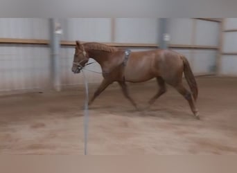 German Sport Horse, Mare, 4 years, 16.3 hh, Chestnut-Red