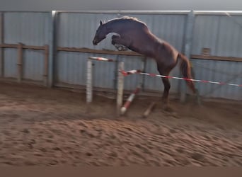 German Sport Horse, Mare, 4 years, 16.3 hh, Chestnut-Red