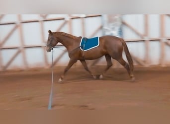 German Sport Horse, Mare, 4 years, 16.3 hh, Chestnut-Red