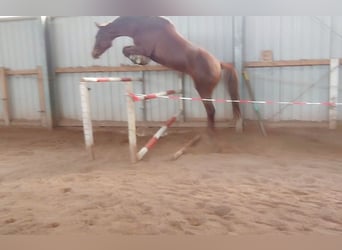 German Sport Horse, Mare, 4 years, 16.3 hh, Chestnut-Red
