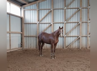 German Sport Horse, Mare, 4 years, 16.3 hh, Chestnut-Red