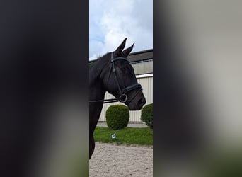 German Sport Horse, Mare, 4 years, 16.3 hh, Smoky-Black