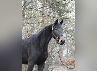 German Sport Horse, Mare, 4 years, 16 hh, Bay-Dark