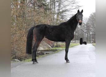 German Sport Horse, Mare, 4 years, 16 hh, Bay-Dark