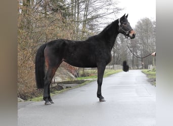 German Sport Horse, Mare, 4 years, 16 hh, Bay-Dark