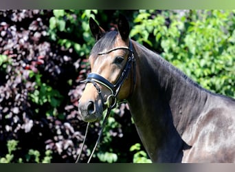 German Sport Horse, Mare, 4 years, 16 hh, Bay-Dark