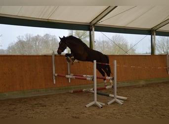 German Sport Horse, Mare, 4 years, 16 hh, Bay-Dark