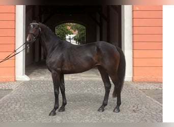 German Sport Horse, Mare, 4 years, 16 hh, Bay-Dark