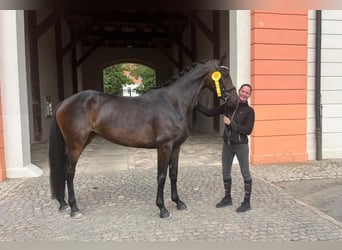 German Sport Horse, Mare, 4 years, 16 hh, Bay-Dark