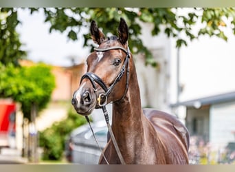 German Sport Horse, Mare, 4 years, 16 hh, Bay-Dark