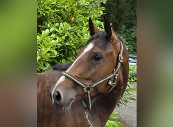 German Sport Horse, Mare, 4 years, 16 hh, Bay-Dark