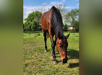 German Sport Horse, Mare, 4 years, 16 hh, Bay