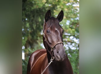 German Sport Horse, Mare, 4 years, 16 hh, Black