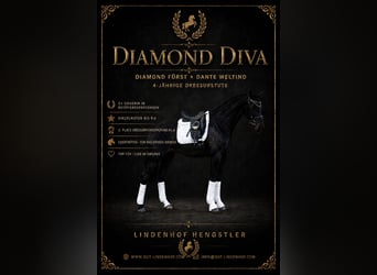 German Sport Horse, Mare, 4 years, 16 hh, Black