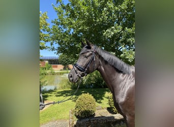 German Sport Horse, Mare, 4 years, 16 hh, Black