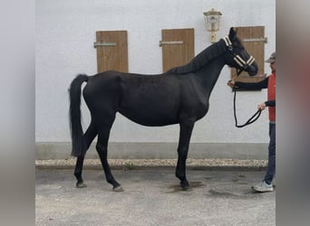 German Sport Horse, Mare, 4 years, 16 hh, Black
