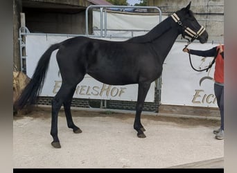 German Sport Horse, Mare, 4 years, 16 hh, Black