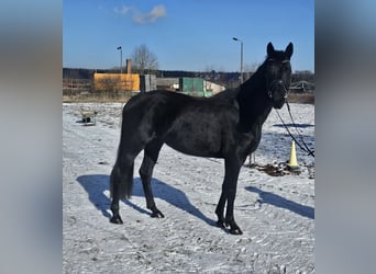 German Sport Horse, Mare, 4 years, 16 hh, Black