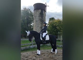 German Sport Horse, Mare, 4 years, 16 hh, Black