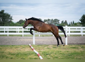 German Sport Horse, Mare, 4 years, 16 hh, Brown