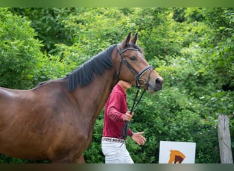 German Sport Horse, Mare, 4 years, 16 hh, Brown