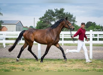 German Sport Horse, Mare, 4 years, 16 hh, Brown