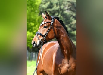 German Sport Horse, Mare, 4 years, 16 hh, Brown