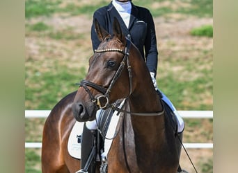 German Sport Horse, Mare, 4 years, 16 hh, Brown