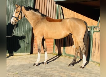 German Sport Horse, Mare, 4 years, 16 hh, Brown