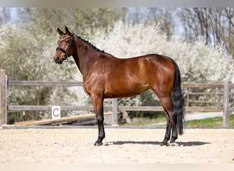 German Sport Horse, Mare, 4 years, 16 hh, Brown