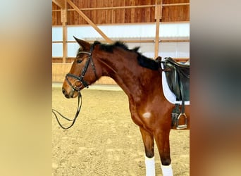 German Sport Horse, Mare, 4 years, 16 hh, Brown