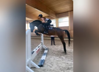 German Sport Horse, Mare, 4 years, 16 hh, Brown
