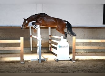 German Sport Horse, Mare, 4 years, 16 hh, Brown