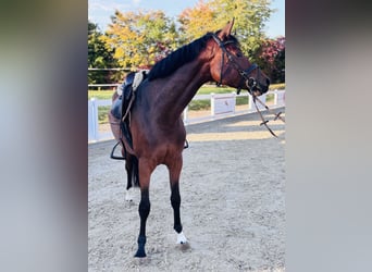German Sport Horse, Mare, 4 years, 16 hh, Brown