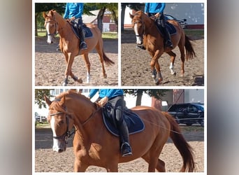 German Sport Horse, Mare, 4 years, 16 hh, Chestnut-Red