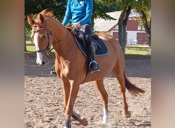 German Sport Horse, Mare, 4 years, 16 hh, Chestnut-Red