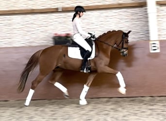 German Sport Horse, Mare, 4 years, 16 hh, Chestnut-Red