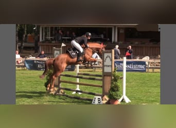 German Sport Horse, Mare, 4 years, 16 hh, Chestnut-Red