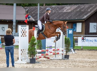 German Sport Horse, Mare, 4 years, 16 hh, Chestnut-Red