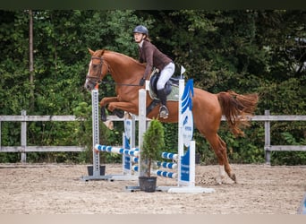 German Sport Horse, Mare, 4 years, 16 hh, Chestnut-Red