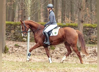 German Sport Horse, Mare, 4 years, 16 hh, Chestnut-Red
