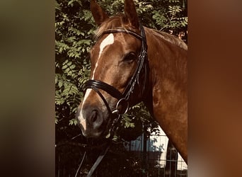 German Sport Horse, Mare, 4 years, 16 hh, Chestnut-Red