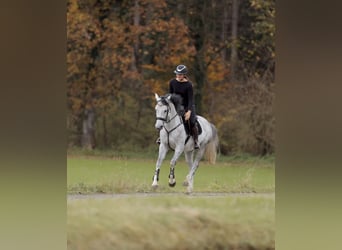 German Sport Horse, Mare, 4 years, 16 hh, Grey-Dapple