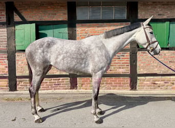 German Sport Horse, Mare, 4 years, 16 hh, Grey-Dapple