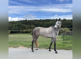 German Sport Horse, Mare, 4 years, 16 hh, Grey
