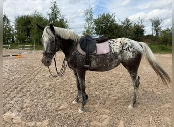 German Sport Horse, Mare, 4 years, 16 hh, Leopard-Piebald