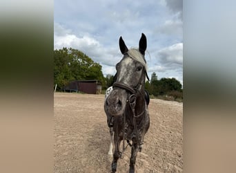 German Sport Horse, Mare, 4 years, 16 hh, Leopard-Piebald